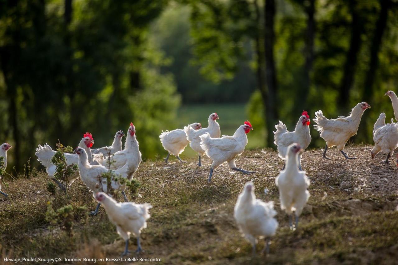 Brou-Seillon : Entre Histoire Et Nature Bourg-en-Bresse Esterno foto